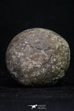 20378 - Top Beautiful Cut and Polished 1.96 Inch Septarian Nodule from South Morocco