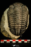 30511 - Well Prepared 4.53 Inch Drotops megalomanicus Middle Devonian Trilobite