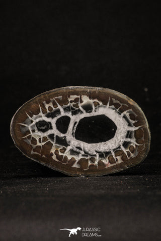 20376 - Top Beautiful Cut and Polished 2.50 Inch Septarian Nodule from South Morocco