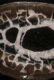 20376 - Top Beautiful Cut and Polished 2.50 Inch Septarian Nodule from South Morocco