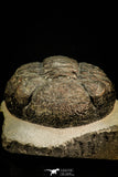 30511 - Well Prepared 4.53 Inch Drotops megalomanicus Middle Devonian Trilobite