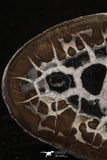 20376 - Top Beautiful Cut and Polished 2.50 Inch Septarian Nodule from South Morocco