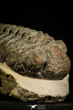 30511 - Well Prepared 4.53 Inch Drotops megalomanicus Middle Devonian Trilobite