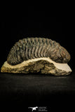 30511 - Well Prepared 4.53 Inch Drotops megalomanicus Middle Devonian Trilobite