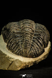 30511 - Well Prepared 4.53 Inch Drotops megalomanicus Middle Devonian Trilobite