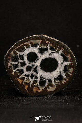 20377 - Top Beautiful Cut and Polished 2.22 Inch Septarian Nodule from South Morocco
