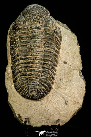 30512 - Top Huge 5.09 Inch Drotops megalomanicus Middle Devonian Trilobite