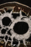 20377 - Top Beautiful Cut and Polished 2.22 Inch Septarian Nodule from South Morocco