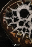 20377 - Top Beautiful Cut and Polished 2.22 Inch Septarian Nodule from South Morocco