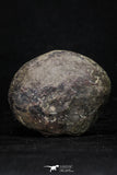 20377 - Top Beautiful Cut and Polished 2.22 Inch Septarian Nodule from South Morocco