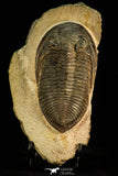 30513 - Top Rare 4.04 Inch  Zlichovaspis rugosa Lower Devonian Trilobite