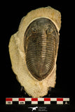 30513 - Top Rare 4.04 Inch  Zlichovaspis rugosa Lower Devonian Trilobite