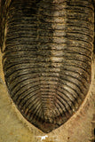30513 - Top Rare 4.04 Inch  Zlichovaspis rugosa Lower Devonian Trilobite