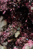 20379 -  Nice Pink Erythrite Crystals on Matrix - Bou Azzer Mine (South Morocco)