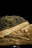 30513 - Top Rare 4.04 Inch  Zlichovaspis rugosa Lower Devonian Trilobite