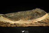 30513 - Top Rare 4.04 Inch  Zlichovaspis rugosa Lower Devonian Trilobite