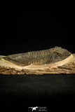 30513 - Top Rare 4.04 Inch  Zlichovaspis rugosa Lower Devonian Trilobite