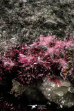 20379 -  Nice Pink Erythrite Crystals on Matrix - Bou Azzer Mine (South Morocco)