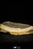 30513 - Top Rare 4.04 Inch  Zlichovaspis rugosa Lower Devonian Trilobite