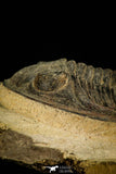 30513 - Top Rare 4.04 Inch  Zlichovaspis rugosa Lower Devonian Trilobite