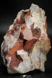 08253 - Top Beautiful 3.52 Inch Natural Red Iron-Oxide Coated Quartz Crystals Cluster