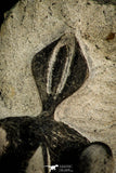 30514 - Top Beautiful 2.09 Inch Walliserops trifurcatus Middle Devonian Trilobite
