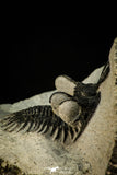30514 - Top Beautiful 2.09 Inch Walliserops trifurcatus Middle Devonian Trilobite