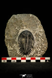 30515 - Top Beautiful 2.09 Inch Hollardops merocristata Middle Devonian Trilobite