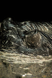 30515 - Top Beautiful 2.09 Inch Hollardops merocristata Middle Devonian Trilobite