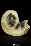 30517 - Beautiful Association of 2 Comura bultyncki Middle Devonian Trilobites