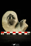 30517 - Beautiful Association of 2 Comura bultyncki Middle Devonian Trilobites