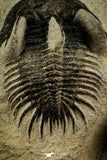 30517 - Beautiful Association of 2 Comura bultyncki Middle Devonian Trilobites