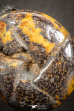 07530 - Top Beautiful Pyritized 0.86 Inch Unidentified Lower Cretaceous Ammonites