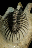 30517 - Beautiful Association of 2 Comura bultyncki Middle Devonian Trilobites