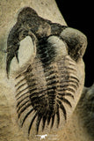 30517 - Beautiful Association of 2 Comura bultyncki Middle Devonian Trilobites