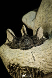 30517 - Beautiful Association of 2 Comura bultyncki Middle Devonian Trilobites