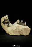 30517 - Beautiful Association of 2 Comura bultyncki Middle Devonian Trilobites