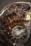 07531 - Top Quality Pyritized 0.98 Inch Unidentified Lower Cretaceous Ammonites