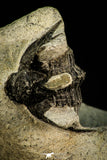 30517 - Beautiful Association of 2 Comura bultyncki Middle Devonian Trilobites