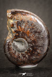07531 - Top Quality Pyritized 0.98 Inch Unidentified Lower Cretaceous Ammonites