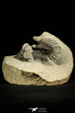 30517 - Beautiful Association of 2 Comura bultyncki Middle Devonian Trilobites