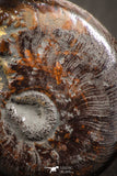 07531 - Top Quality Pyritized 0.98 Inch Unidentified Lower Cretaceous Ammonites