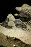 30517 - Beautiful Association of 2 Comura bultyncki Middle Devonian Trilobites