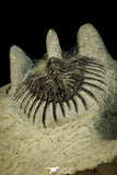 30517 - Beautiful Association of 2 Comura bultyncki Middle Devonian Trilobites