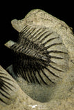 30517 - Beautiful Association of 2 Comura bultyncki Middle Devonian Trilobites