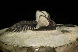 30518 - Beautiful 2.12 Inch Walliserops trifurcatus Middle Devonian Trilobite