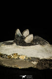 30518 - Beautiful 2.12 Inch Walliserops trifurcatus Middle Devonian Trilobite