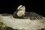 30518 - Beautiful 2.12 Inch Walliserops trifurcatus Middle Devonian Trilobite