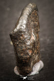 07533 - Partial NWA L-H Type Unclassified Ordinary Chondrite Meteorite 4.0g
