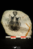 30519 - Well preserved 1.72 Inch Walliserops trifurcatus Middle Devonian Trilobite